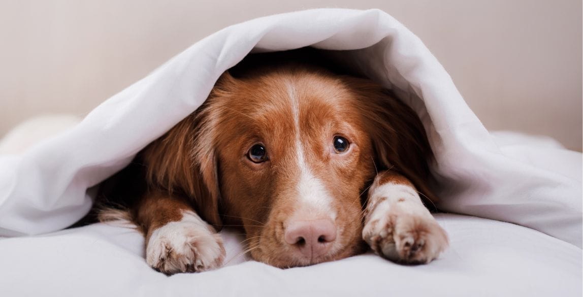 Diarrhée chez le chien : causes, traitements et quand s’inquiéter