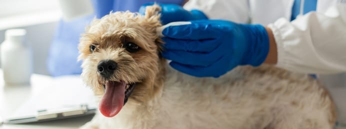 Otite chez le chien : reconnaître, soigner, prévenir