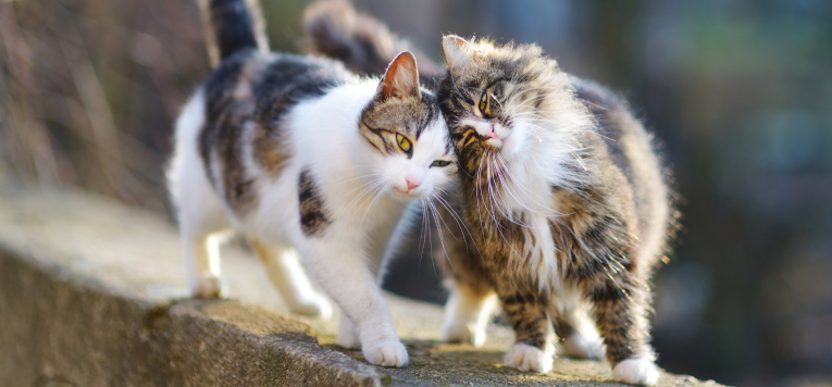 Stérilisation du chat : tout ce qu’il faut savoir