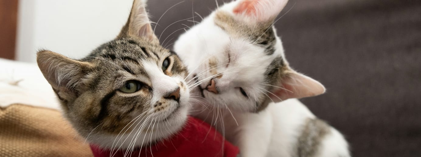 Puces chez le chat : comment les reconnaître et s’en débarrasser