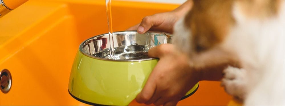 Diarrhée chez le chien : causes, traitements et quand s’inquiéter