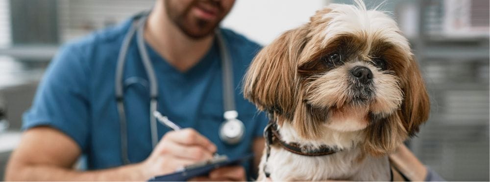 Diarrhée chez le chien : causes, traitements et quand s’inquiéter