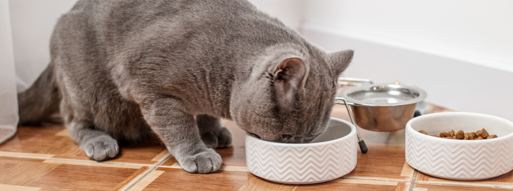Chat gris buvant dans une gamelle blanche posée au sol.