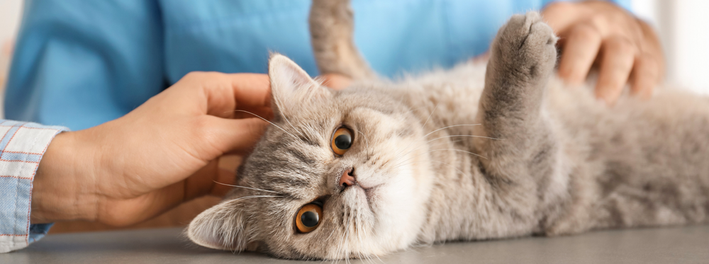 Chat gris regardant vers l'objectif, allongé sur le dos et caressé par deux personnes.