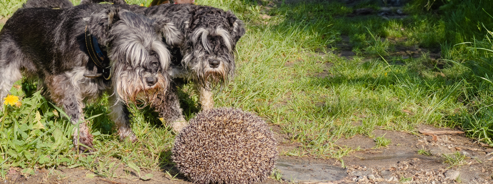 Deux petits chiens noirs et gris s'approchant d'un hérisson dans l’herbe.