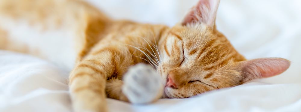 Toxoplasmose chez le chat : symptômes, transmission et prévention