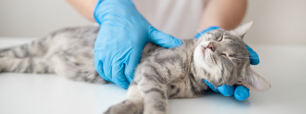 Toxoplasmose chez le chat : symptômes, transmission et prévention