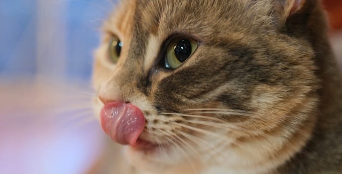 Coryza du chat : causes, symptômes, traitement et prévention