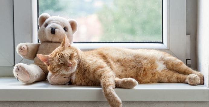 Diarrhée chez le chat : symptômes, causes et traitements