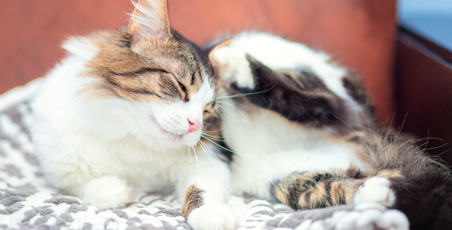 Toxoplasmose chez le chat : symptômes, transmission et prévention