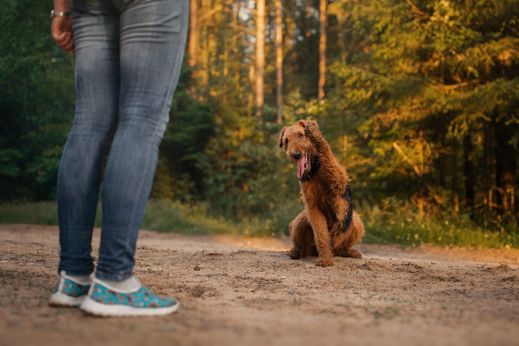 Airedale terrier assis sur un chemin en forêt, regardant une personne debout devant lui