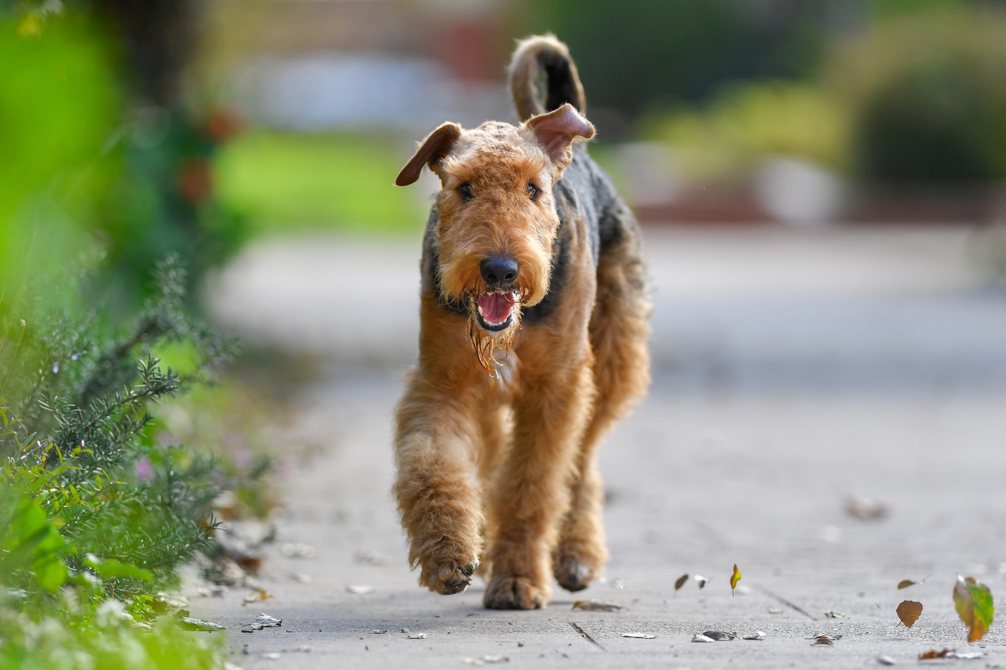 Airedale terrier marchant sur un trottoir