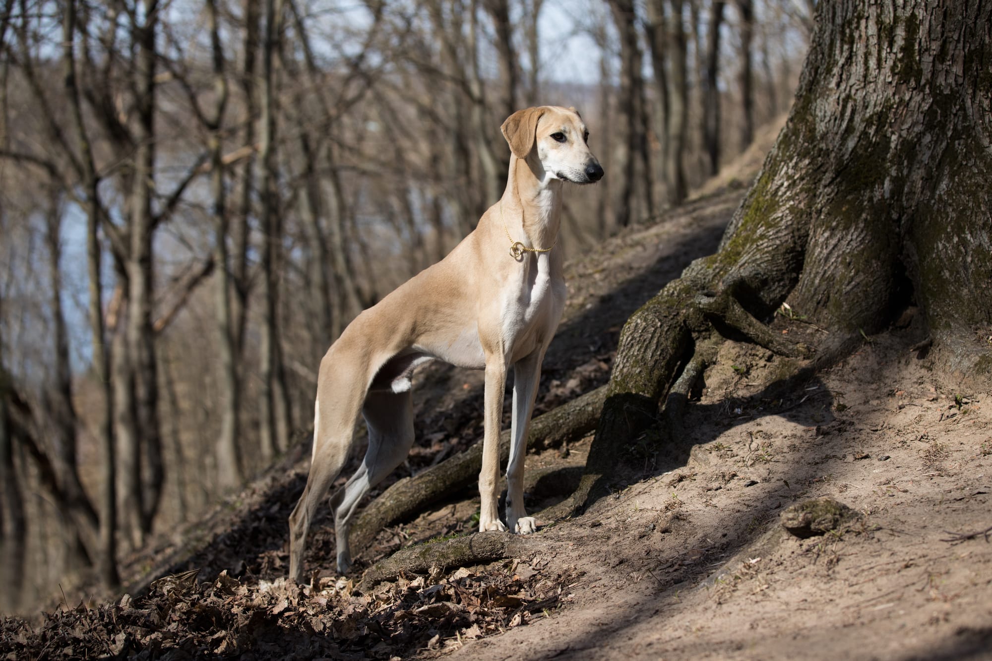 Sloughi sable debout en forêt