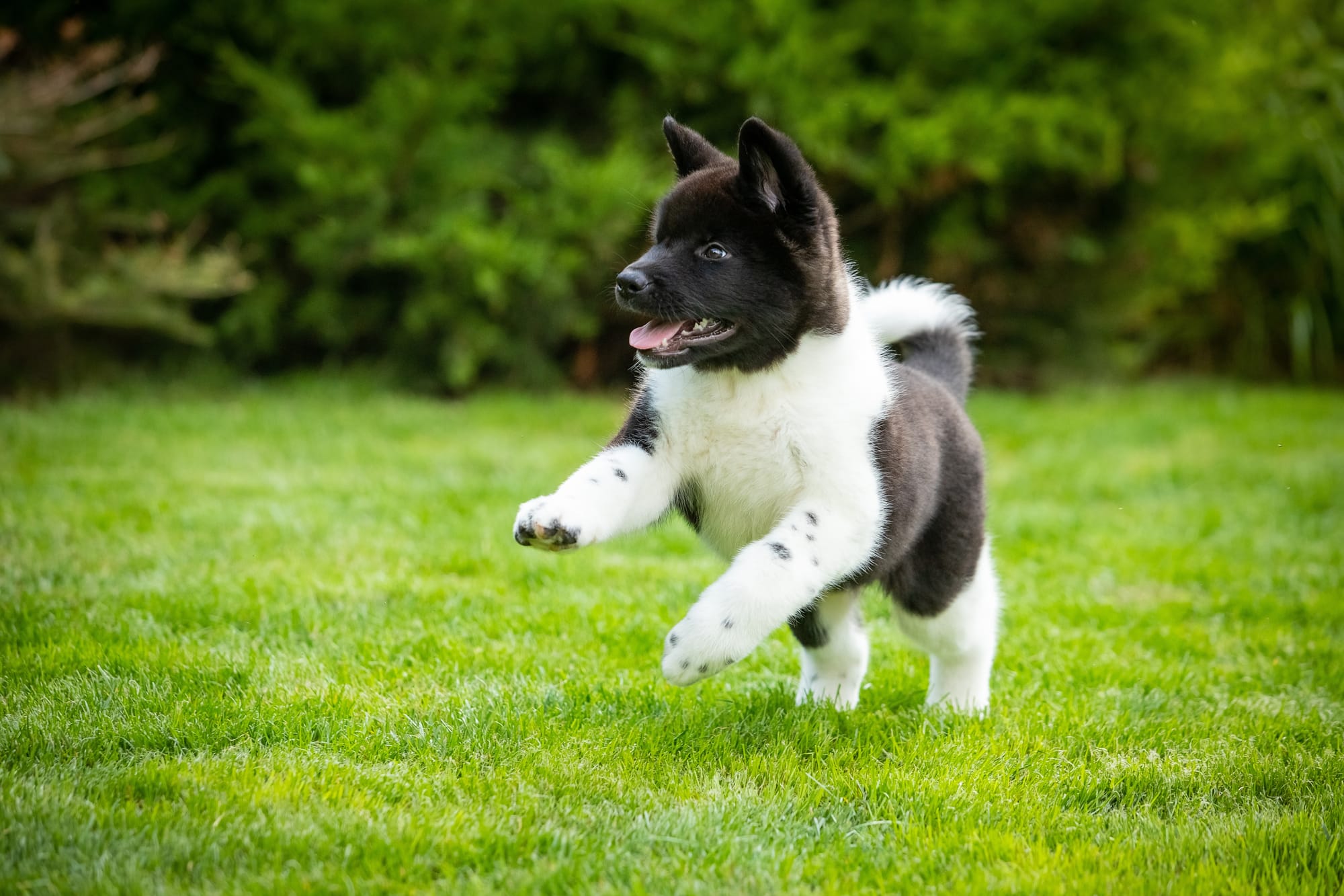 Chiot akita amércain noir et blanc courant dans l'herbe