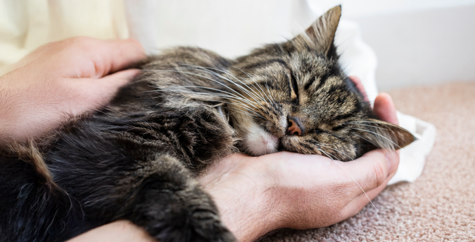 Chat tigré endormi, la tête posée dans la main d’une personne qui le caresse.