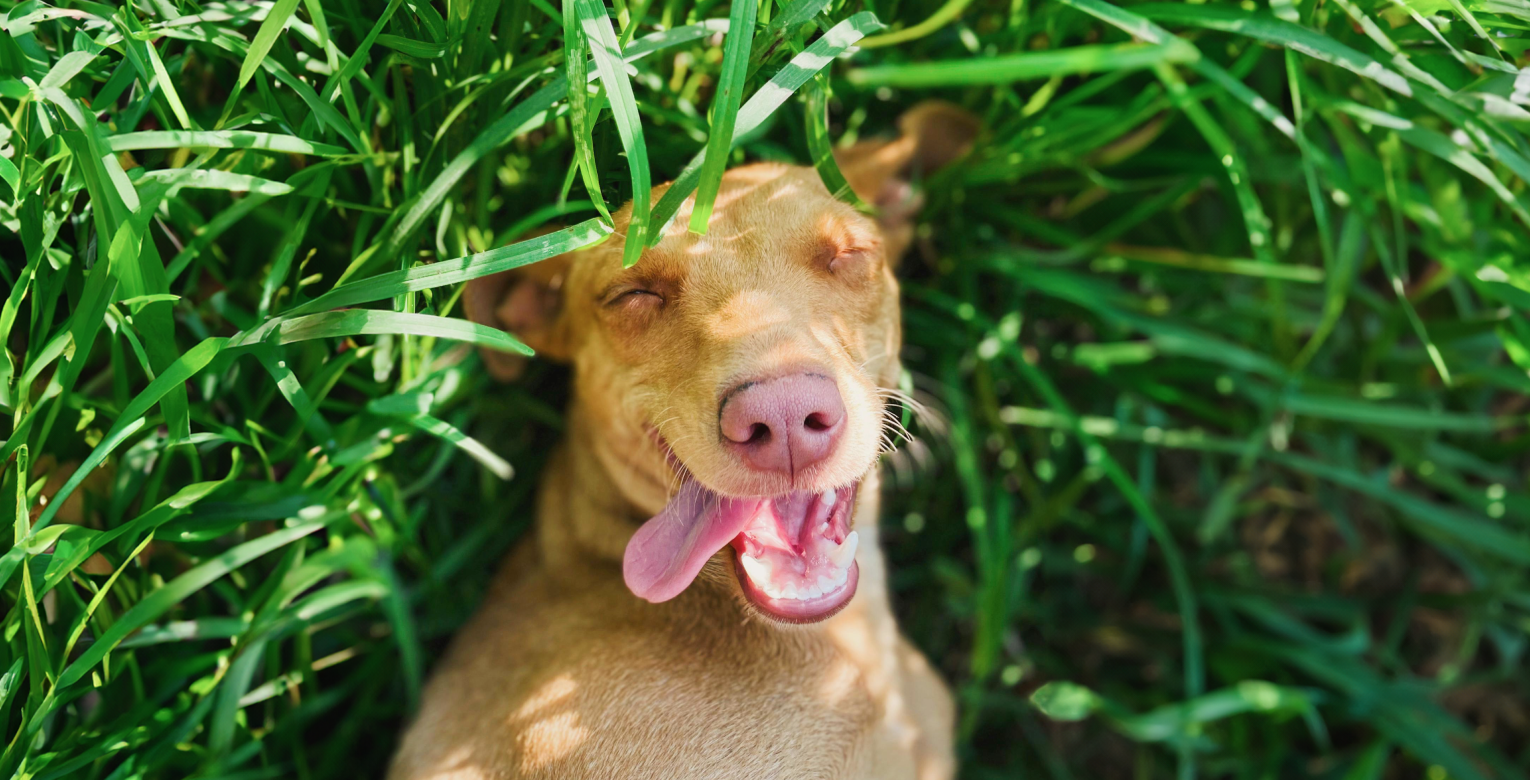 Chien brun allongé sur le dos dans l’herbe, yeux fermés et langue pendante.