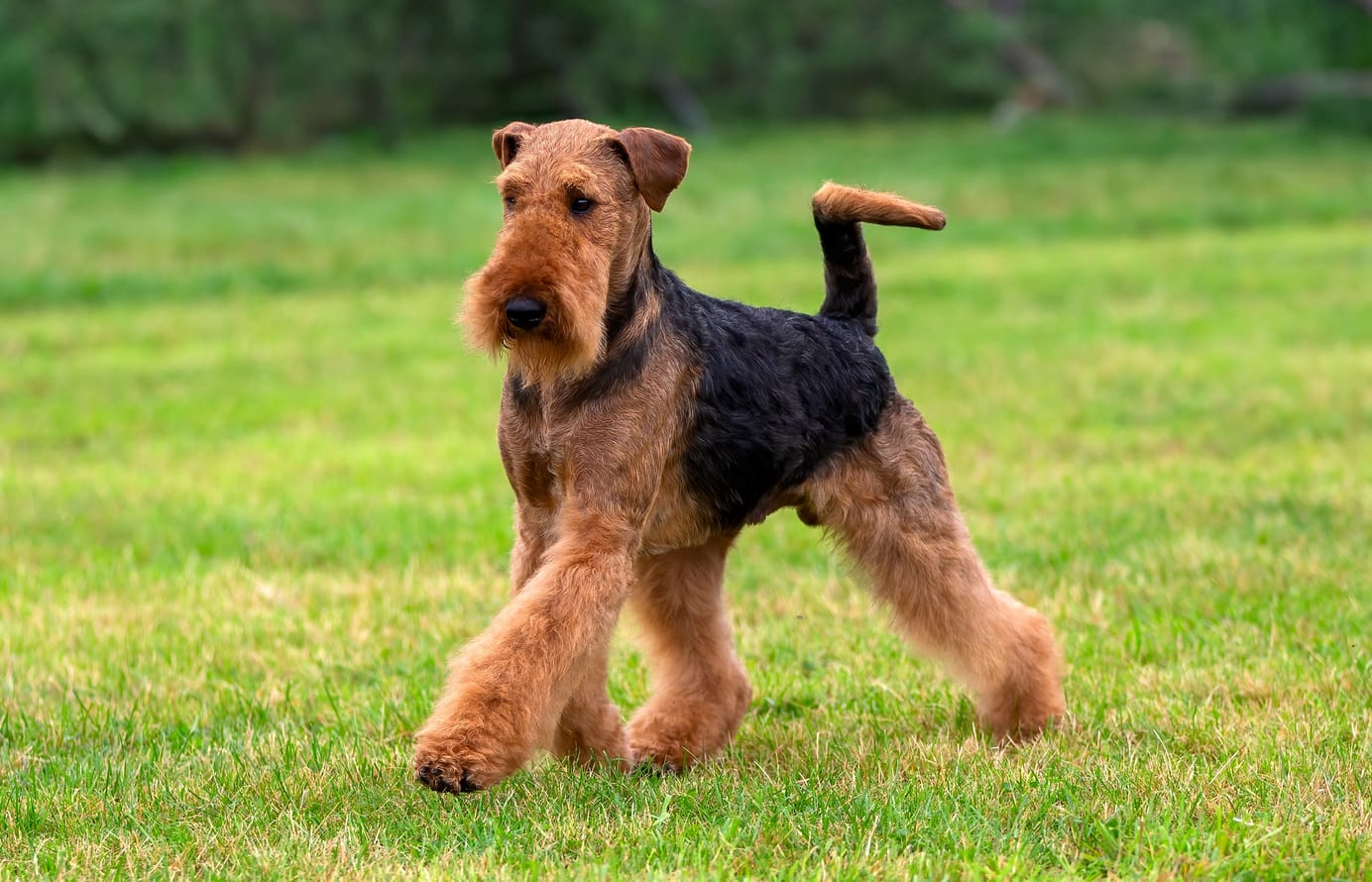 Airedale terrier debout dans l’herbe