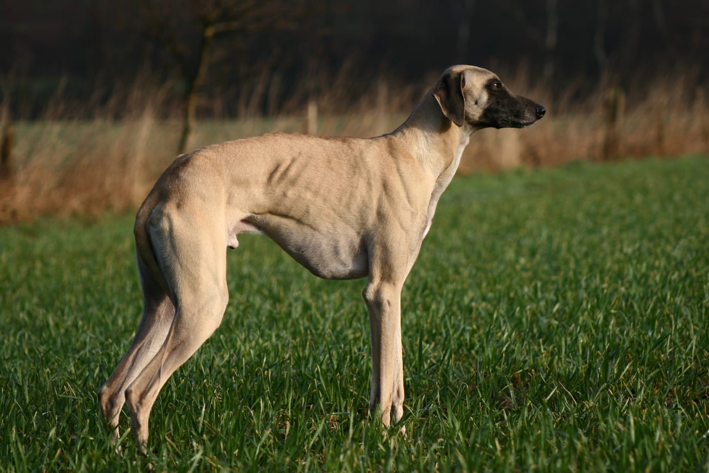 Sloughi couleur sable vu de profil, debout dans un pré