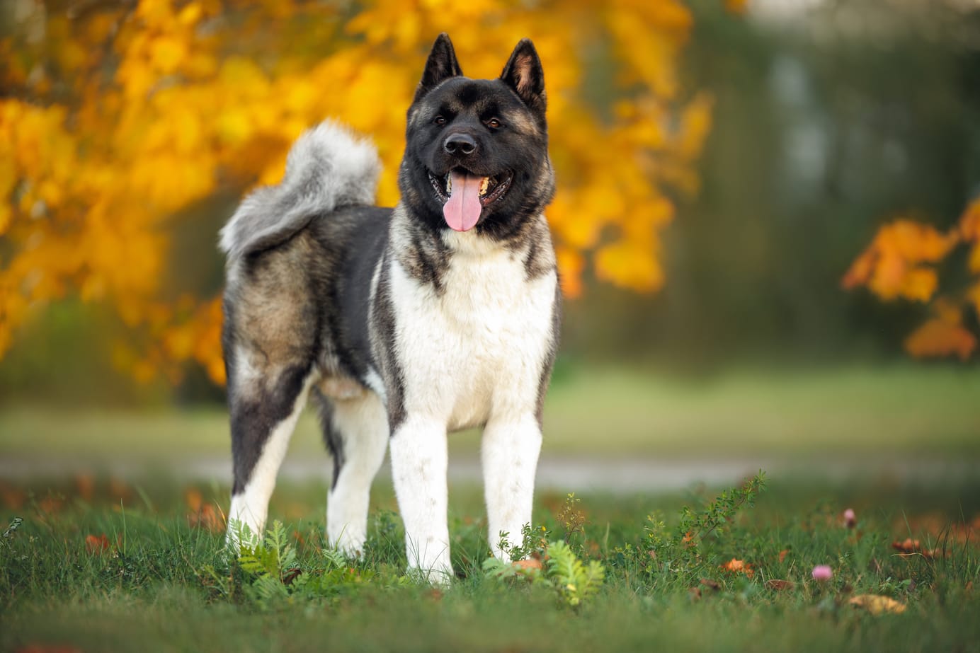 Akita américain debout dans un parc, arbres aux couleurs d'automne en arrière plan